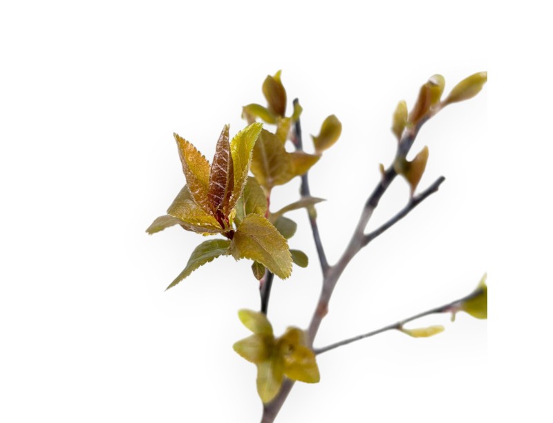 Prunus Cerasifera Choco Creme Bonsai - Jonge Plant