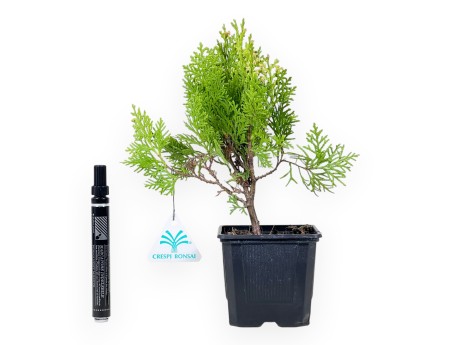 Thuja Aurea Nana Bonsai - Planta joven