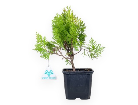 Thuja Aurea Nana Bonsai - Planta joven