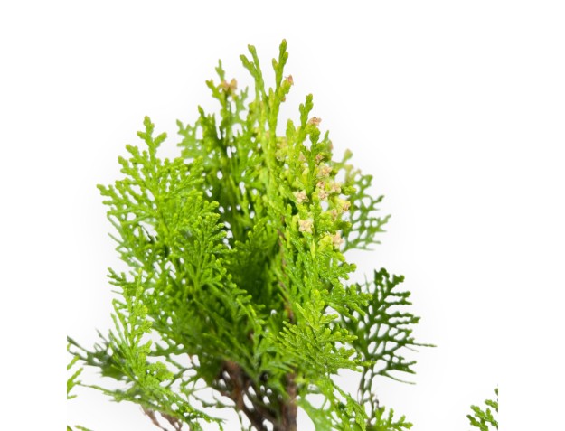 Thuja Aurea Nana Bonsai – Giovane Pianta 2