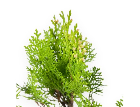 Thuja Aurea Nana Bonsai - Planta joven