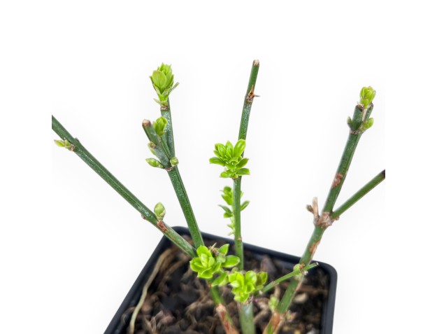Jasminum Nudiflorum – Pianta Giovane 2