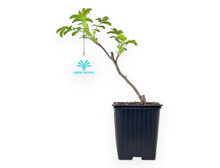 Rosa Rugosa Angelia Englantine - Planta joven