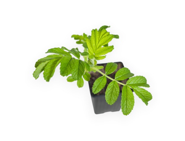 Rosa Rugosa Angelia Englantine - Planta joven 2