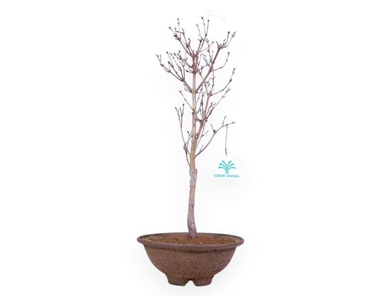 Maple palm. Kotonomai bonsai 40 cm | Round stoneware pot