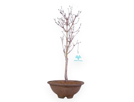 Ahorn palm. Kotonomai Bonsai von 40 cm | Runder Steingut Topf