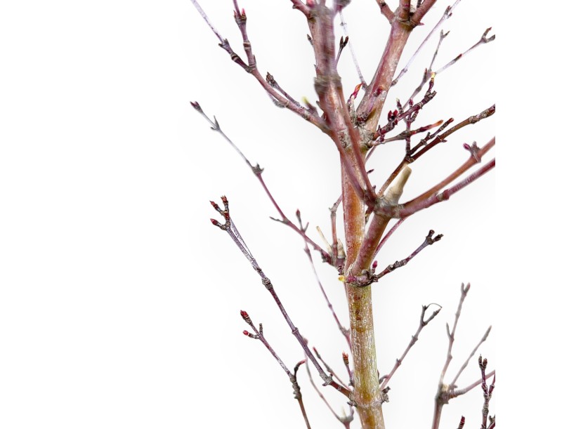 Maple palm. Kotonomai bonsai 40 cm | Round stoneware pot