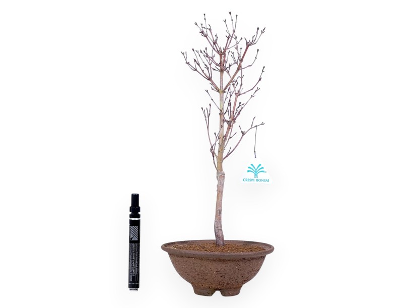 Maple palm. Kotonomai bonsai 40 cm | Round stoneware pot