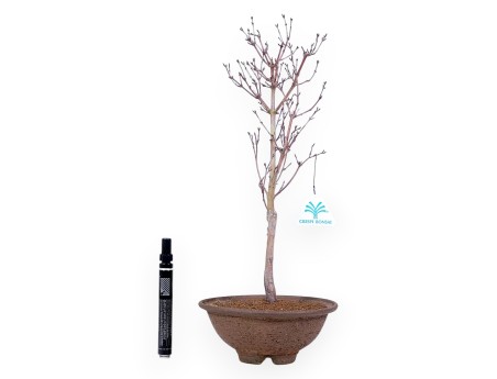 Bonsai di acero palm. Kotonomai da 40 cm | Vaso tondo in grés