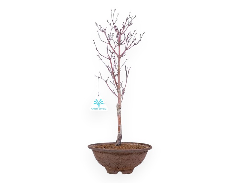Ahorn palm. Kotonomai Bonsai von 40 cm | Runder Steingut Topf