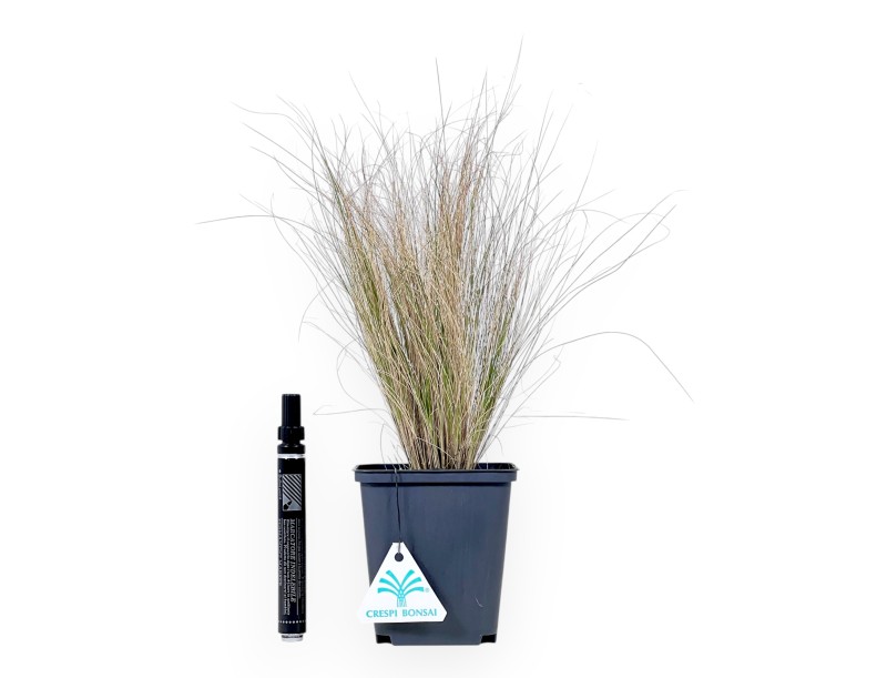 Hakonechloa Macra 'Aureola' - Planta joven