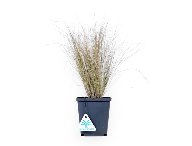 Hakonechloa Macra 'Aureola' - Young Plant