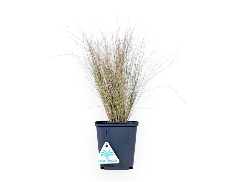 Hakonechloa Macra ‘Aureola’ – Giovane Pianta