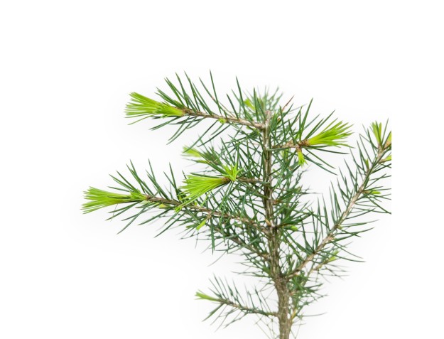 Zedern Arbeitspflanze, 27 cm | Plastik Topf 2