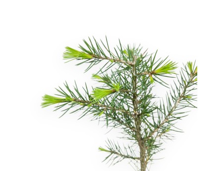 Cedar working plant, 27 cm | Plastic pot
