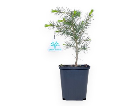 Cedar working plant, 27 cm | Plastic pot