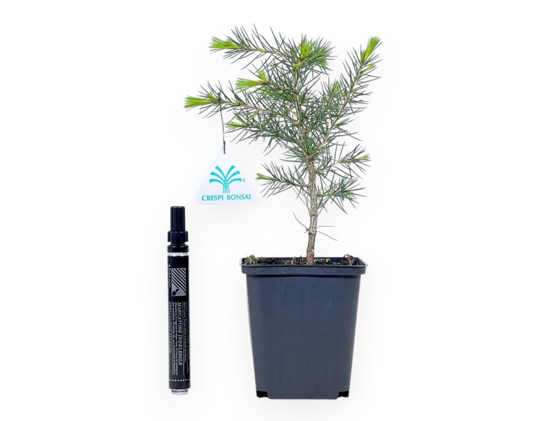 Ceder werkplant, 27 cm | Plastic pot