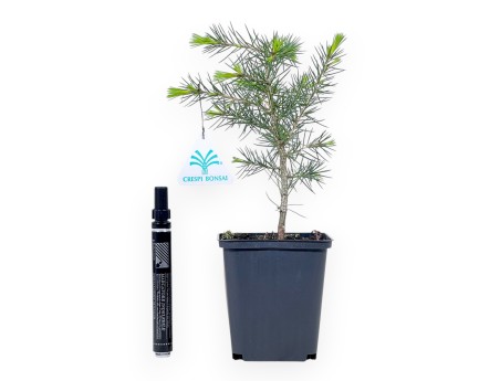 Plante de travail en cèdre de 27 cm | Pot en plastique