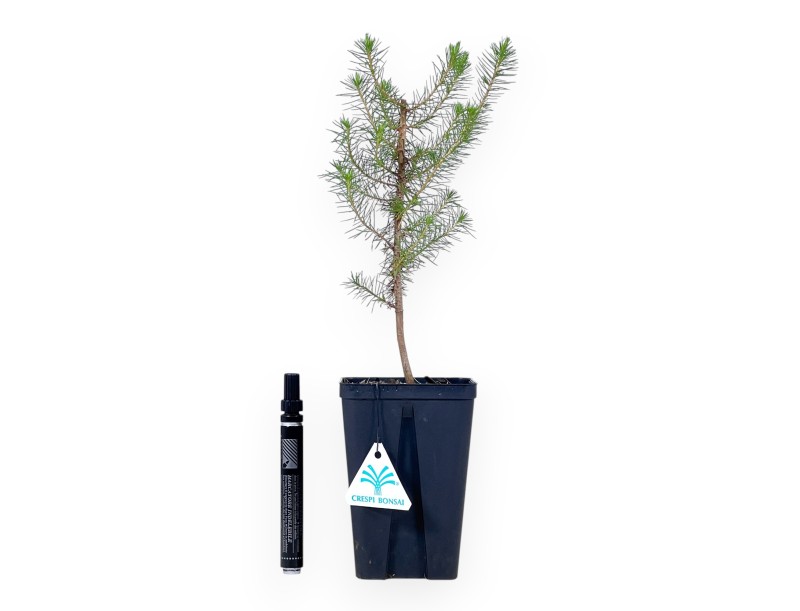 Pinus Halepensis – Giovane Pianta