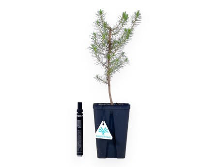 Pinus Halepensis – Giovane Pianta