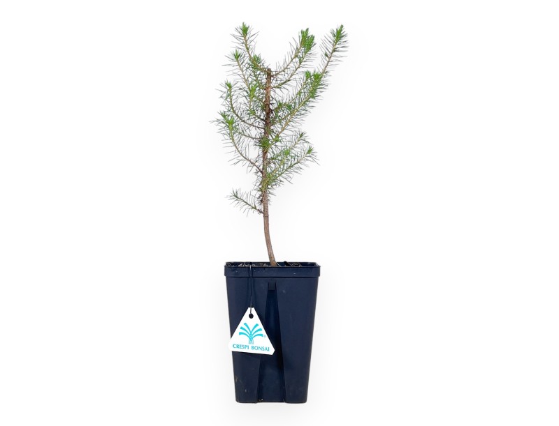 Pinus Halepensis – Giovane Pianta
