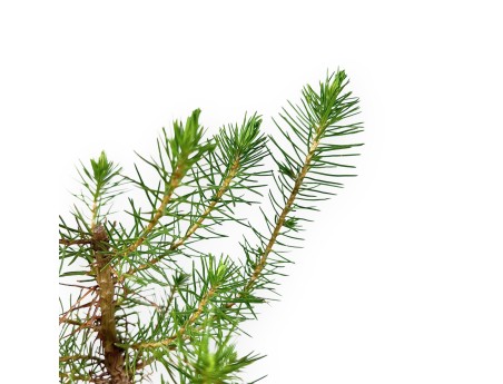 Pinus Halepensis – Giovane Pianta