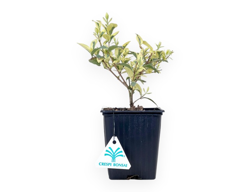 Plante de travail de troène de 23 cm | Pot en plastique