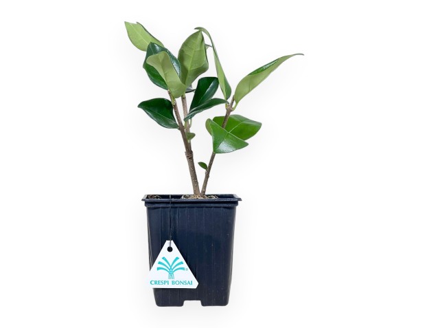 Planta de trabajo de aligustre de 25 cm | Maceta de plástico