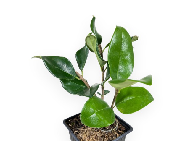 Planta de trabajo de aligustre de 25 cm | Maceta de plástico 2