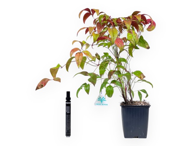 Nandina domestica fire power – Giovane Pianta