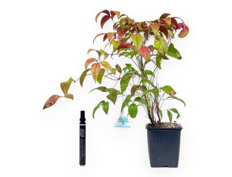 Nandina domestica fire power - Jungpflanze