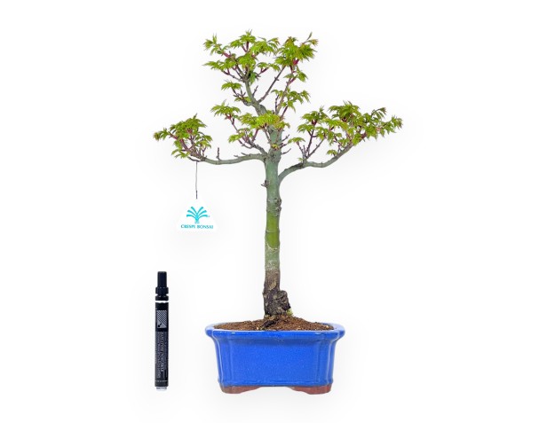 Bonsaï érable 42 cm | Pot rectangulaire bleu