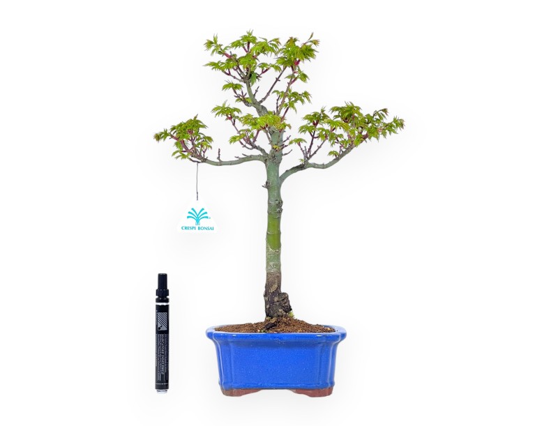 Bonsaï érable 42 cm | Pot rectangulaire bleu