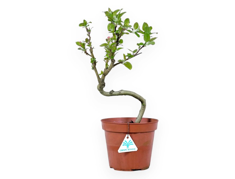 Werkplant van appelboom van 39 cm | Rond plastic pot