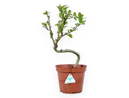 Plante à travailler de pommier de 39 cm | Pot rond en plastique