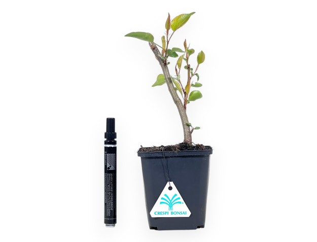 Pianta da lavorare di Pyrus calleryana da 27 cm | Vaso in plastica