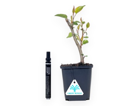 Planta de trabajo de Pyrus calleryana 27 cm | Maceta de plástico