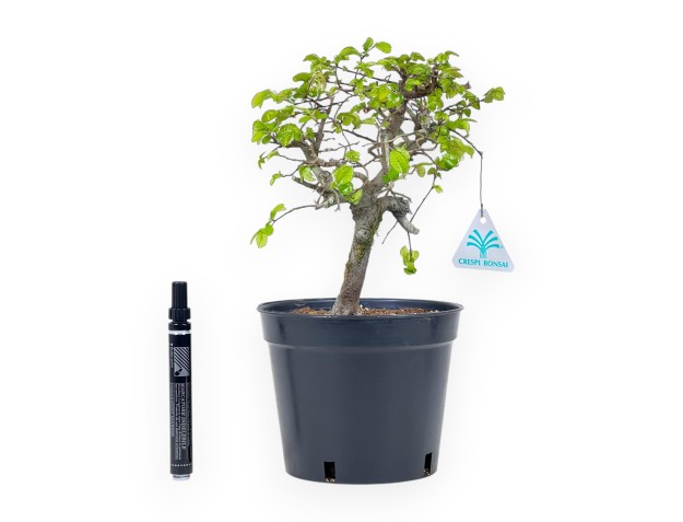 Ulmus Parviflora | Wachsender Topf