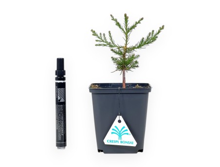 Sequoiadendron giganteum| Planta joven