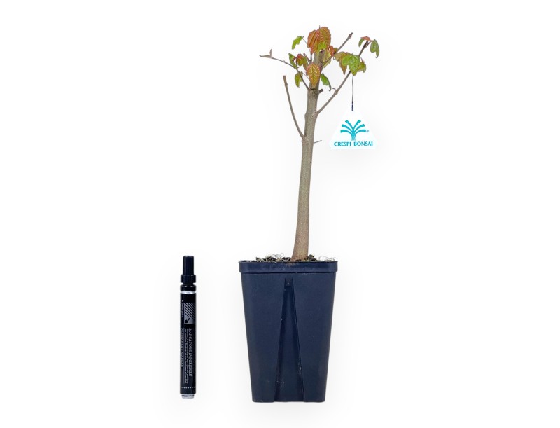 36 cm maple bonsai tree | Square plastic pot