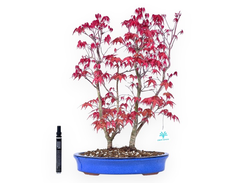 Bonsai di acero da 48 cm | Vaso ovale blu chiaro