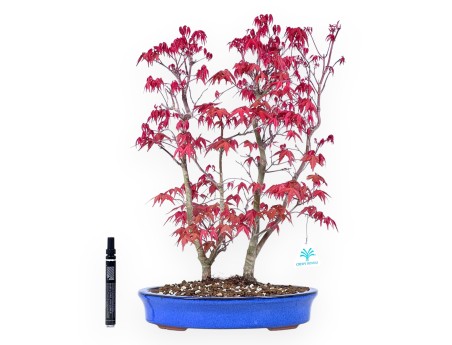 Bonsái de arce de 48 cm | Maceta oval azul claro