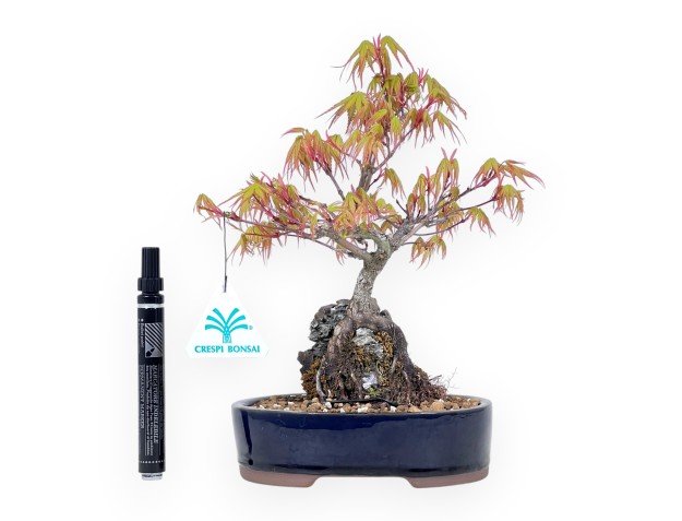 Bonsaï de Érable de 25 cm | Pot ovale bleu