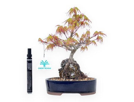 Maple bonsai 25 cm | Blue oval pot