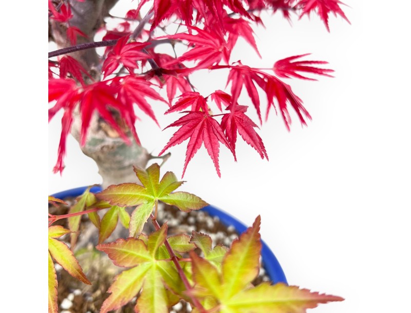 Bonsaï de Érable de 51 cm | Pot ovale bleu clair