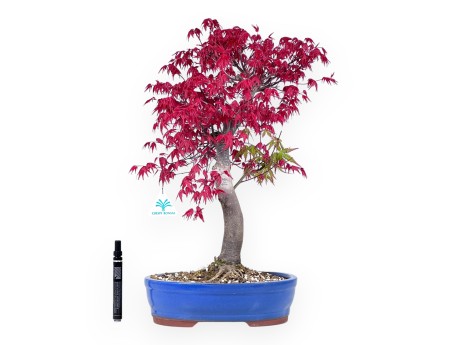 Bonsái de arce de 51 cm | Maceta oval azul claro