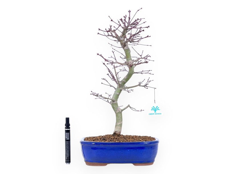 44 cm Ahorn Bonsaibaum | Blauer ovaler Topf