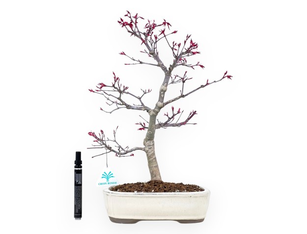 Bonsaï de Érable de 41 cm | Pot ovale crème