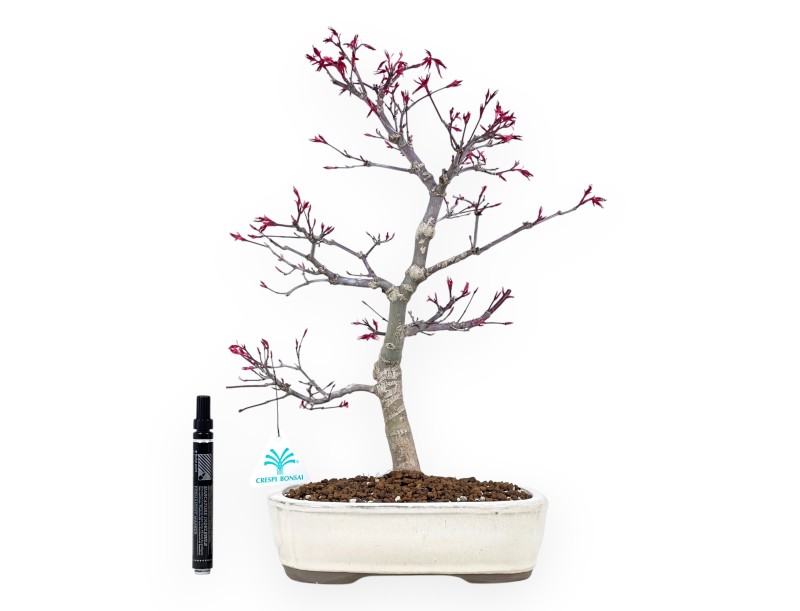 Bonsaï de Érable de 41 cm | Pot ovale crème