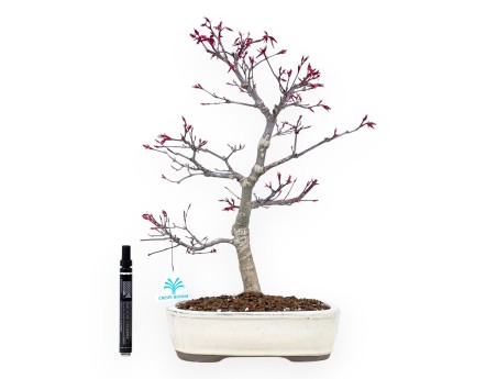 Maple bonsai 41 cm | Cream oval pot